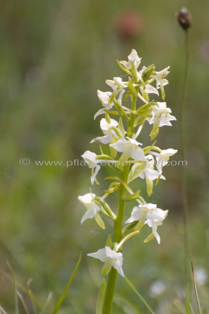 Platanthera chlorantha Waldhyazinthe Greater Butterfly Orchid.jpg