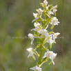 Platanthera chlorantha Waldhyazinthe Greater Butterfly Orchid.jpg