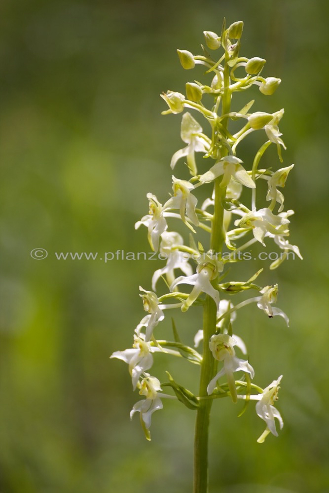 Platanthera chlorantha Waldhyazinthe Greater Butterfly Orchid4.jpg