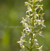 Platanthera chlorantha Waldhyazinthe Greater Butterfly Orchid4.jpg