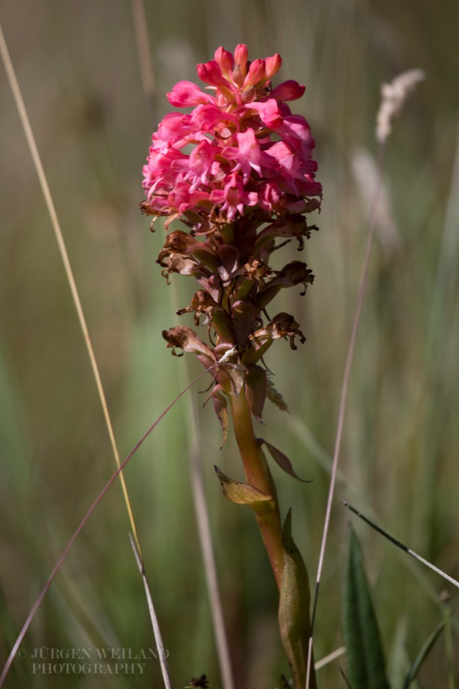 Satyrium hallackii_.jpg