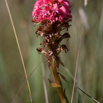 Satyrium hallackii_.jpg