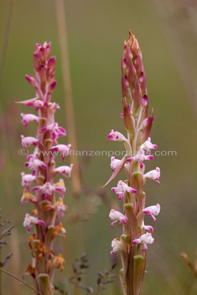 Satyrium longicauda Blushing Bride Satryrium.jpg