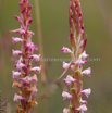 Satyrium longicauda Blushing Bride Satryrium.jpg