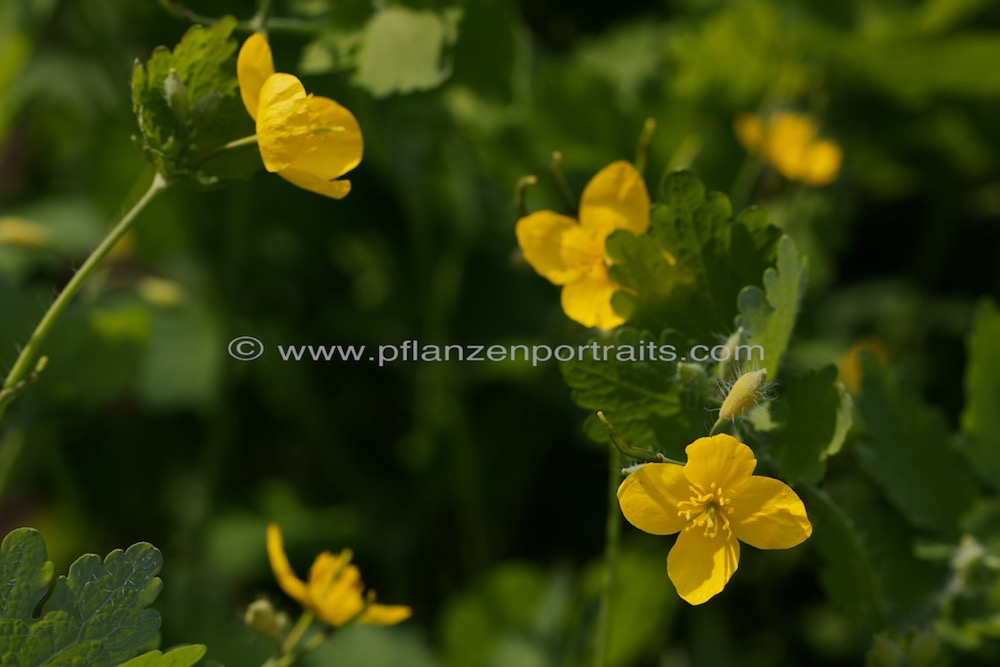 Chelidonium majus Schoellkraut Greater Celadine 2.jpg