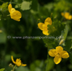 Chelidonium majus Schoellkraut Greater Celadine 2.jpg