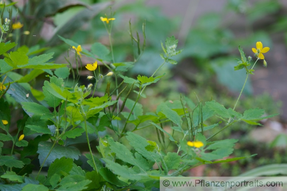 Chelidonium majus Schoellkraut Greater Celadine 3.jpg