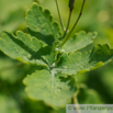 Chelidonium majus Schoellkraut Greater Celadine 4.jpg