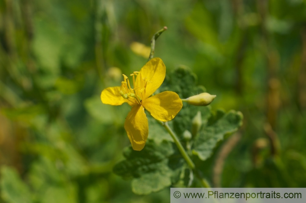 Chelidonium majus Schoellkraut Greater Celadine.jpg