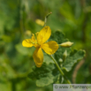 Chelidonium majus Schoellkraut Greater Celadine.jpg