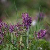 Corydalis cava Hohler Lerchensporn Bulbous Corydalis 2.jpg