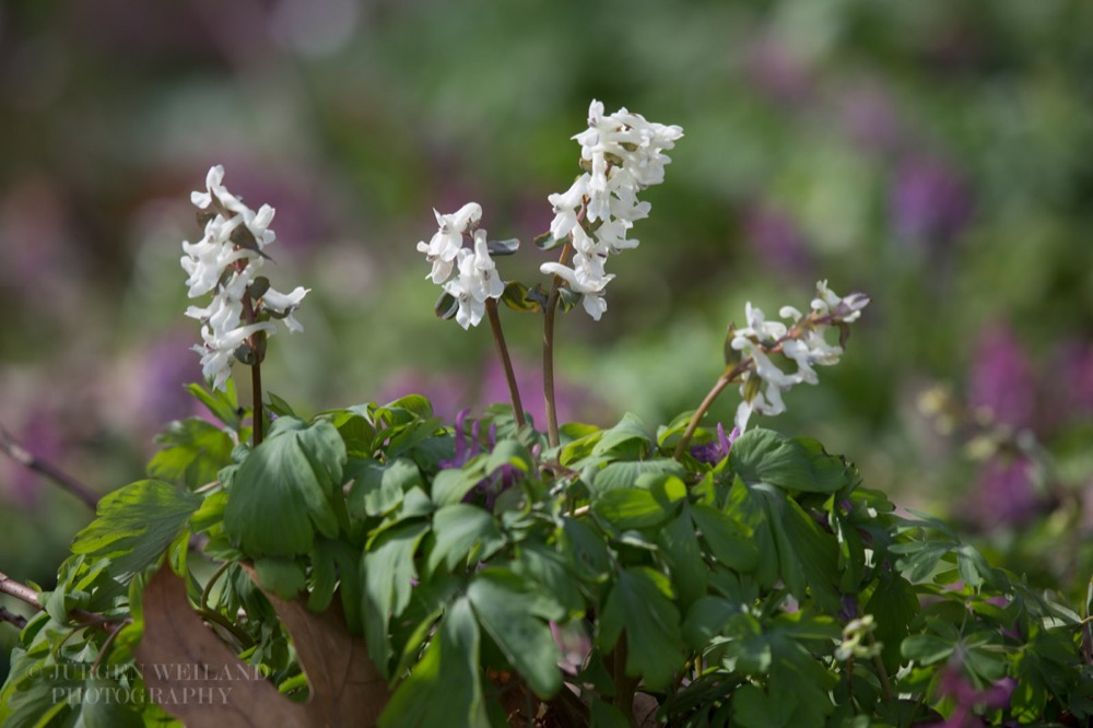 Corydalis cava Hohler Lerchensporn Bulbous Corydalis.jpg