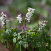 Corydalis cava Hohler Lerchensporn Bulbous Corydalis.jpg