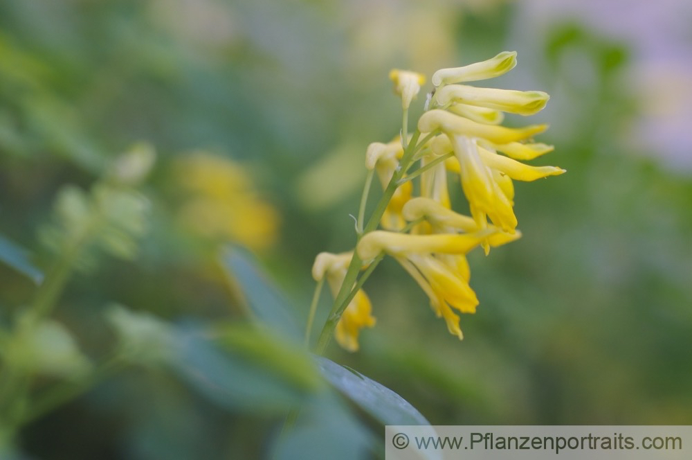 Corydalis lutea Gelber Lerchensporn Yellow Corydalis 2.jpg