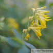 Corydalis lutea Gelber Lerchensporn Yellow Corydalis 2.jpg