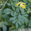 Corydalis lutea Gelber Lerchensporn Yellow Corydalis.jpg