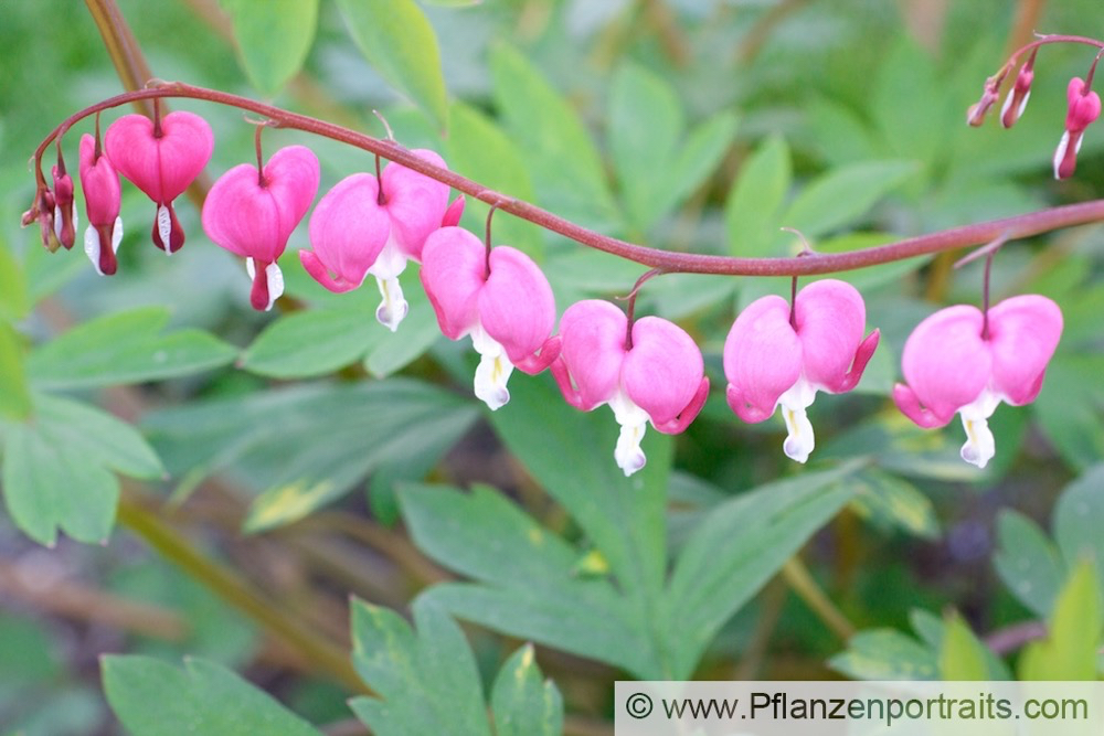 Dicentra spectabilis Traenendes Herz Bleeding Heart 2.jpg