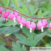 Dicentra spectabilis Traenendes Herz Bleeding Heart 2.jpg