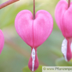 Dicentra spectabilis Traenendes Herz Bleeding Heart 3.jpg