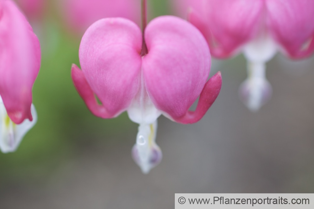 Dicentra spectabilis Traenendes Herz Bleeding Heart.jpg