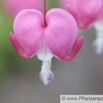 Dicentra spectabilis Traenendes Herz Bleeding Heart.jpg