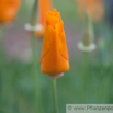 Eschscholzia californica Goldmohn California Poppy Tufted Poppy 2.jpg