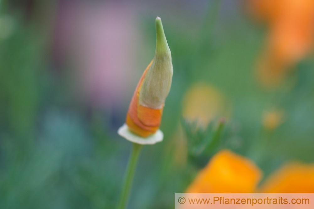 Eschscholzia californica Goldmohn California Poppy Tufted Poppy 3.jpg