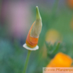 Eschscholzia californica Goldmohn California Poppy Tufted Poppy 3.jpg