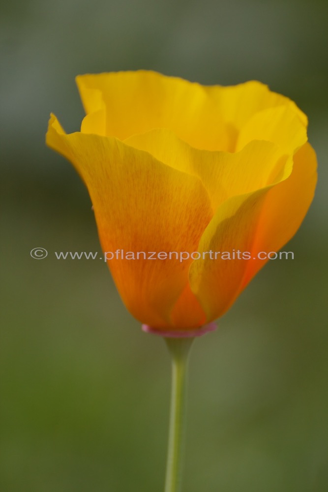 Eschscholzia californica Goldmohn California Poppy Tufted Poppy 4.jpg