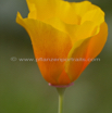 Eschscholzia californica Goldmohn California Poppy Tufted Poppy 4.jpg