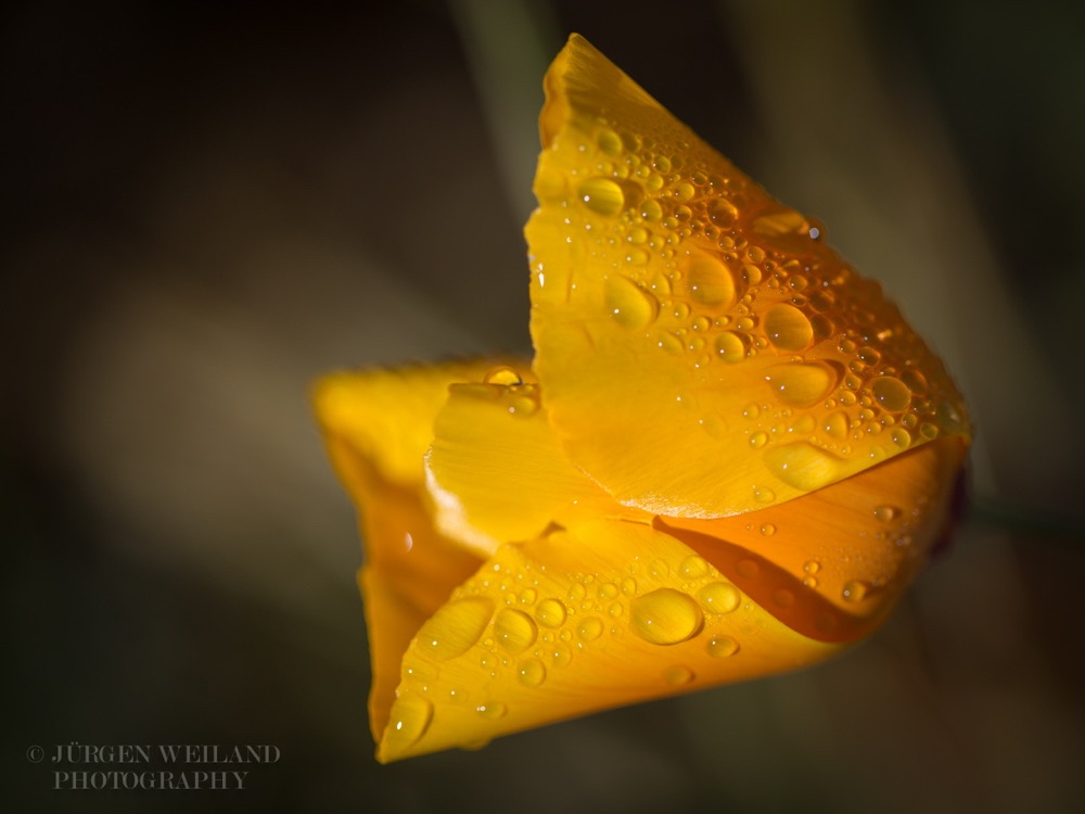 Eschscholzia californica Goldmohn California Poppy Tufted Poppy 5.jpg