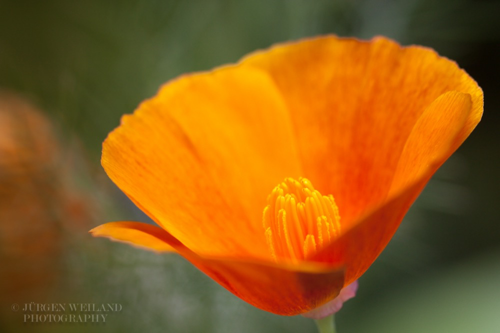 Eschscholzia californica Goldmohn California Poppy Tufted Poppy 6.jpg