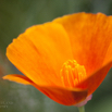 Eschscholzia californica Goldmohn California Poppy Tufted Poppy 6.jpg