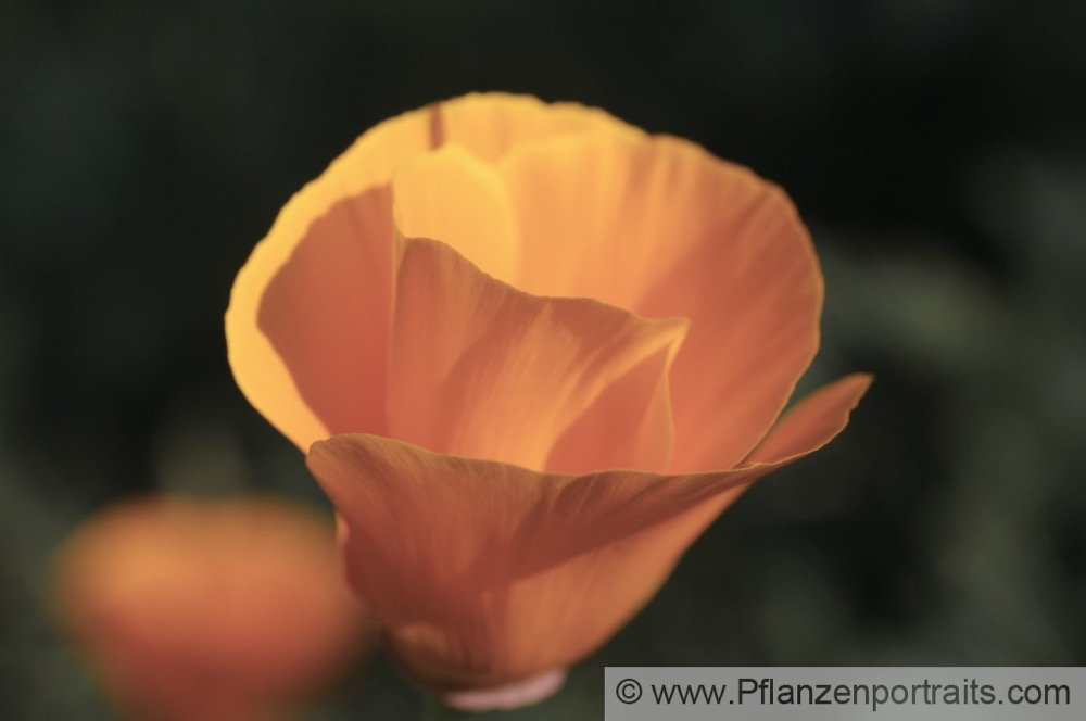 Eschscholzia californica Goldmohn California Poppy Tufted Poppy.jpg