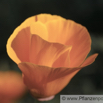 Eschscholzia californica Goldmohn California Poppy Tufted Poppy.jpg