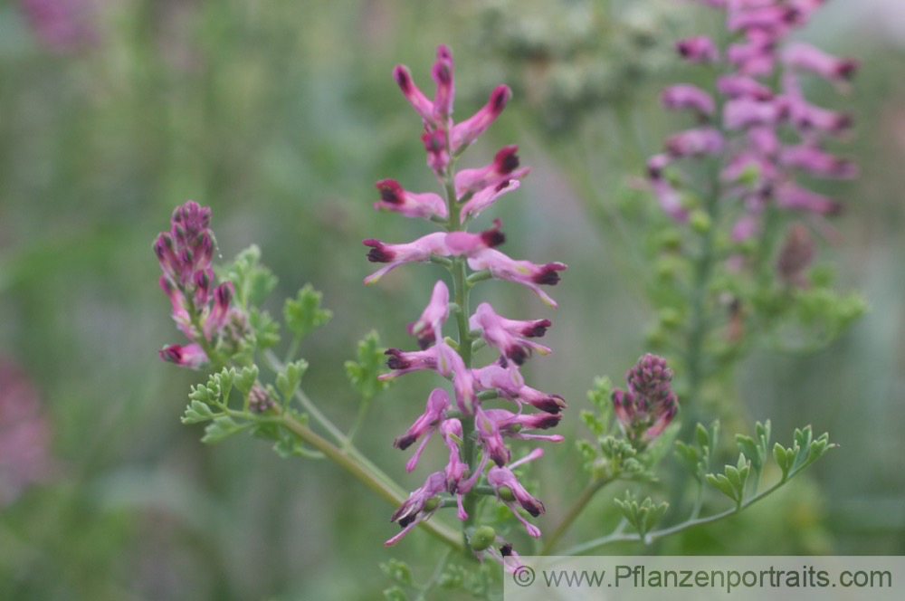 Fumaria officinalis Echter Erdrauch Common Fumitory 2.jpg