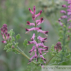 Fumaria officinalis Echter Erdrauch Common Fumitory 2.jpg