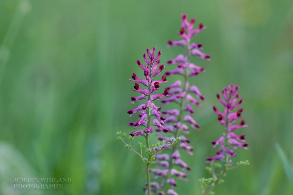 Fumaria officinalis Echter Erdrauch Common Fumitory.jpg