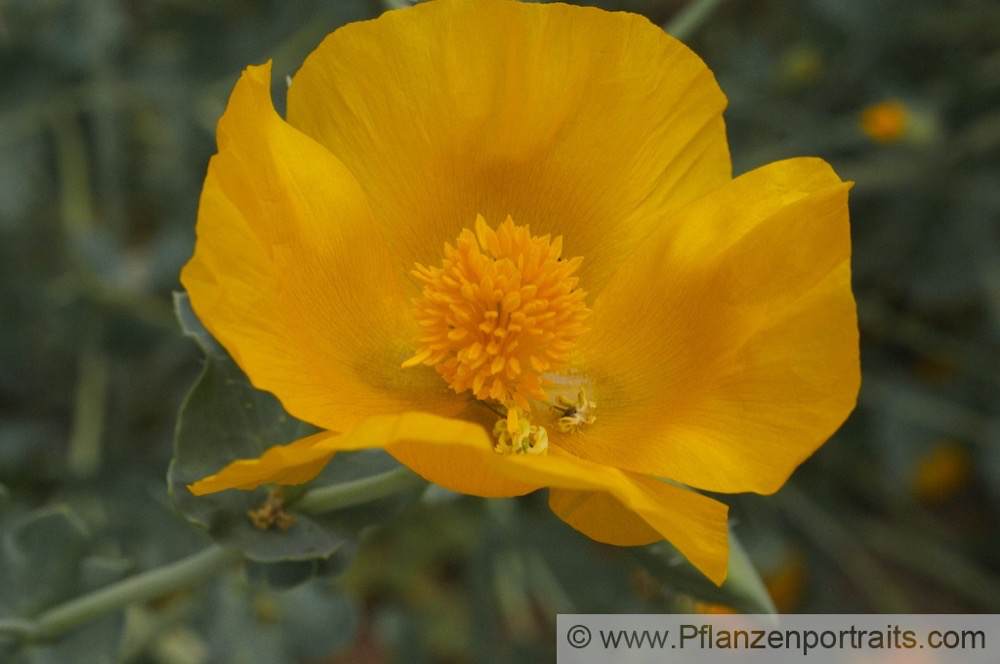 Glaucium flavum Gelber Hornmohn Yellow Horned Poppy.jpg