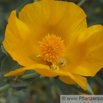 Glaucium flavum Gelber Hornmohn Yellow Horned Poppy.jpg