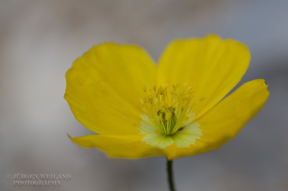 Papaver alpinum subsp. rhaeticum Rhätischer Alpenmohn-2.jpg