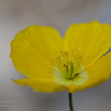 Papaver alpinum subsp. rhaeticum Rhätischer Alpenmohn-2.jpg