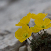 Papaver alpinum subsp. rhaeticum Rhätischer Alpenmohn.jpg