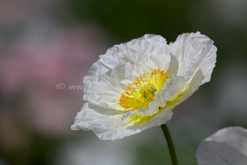 Papaver nudicaule Pulcinella White.jpg