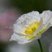 Papaver nudicaule Pulcinella White.jpg