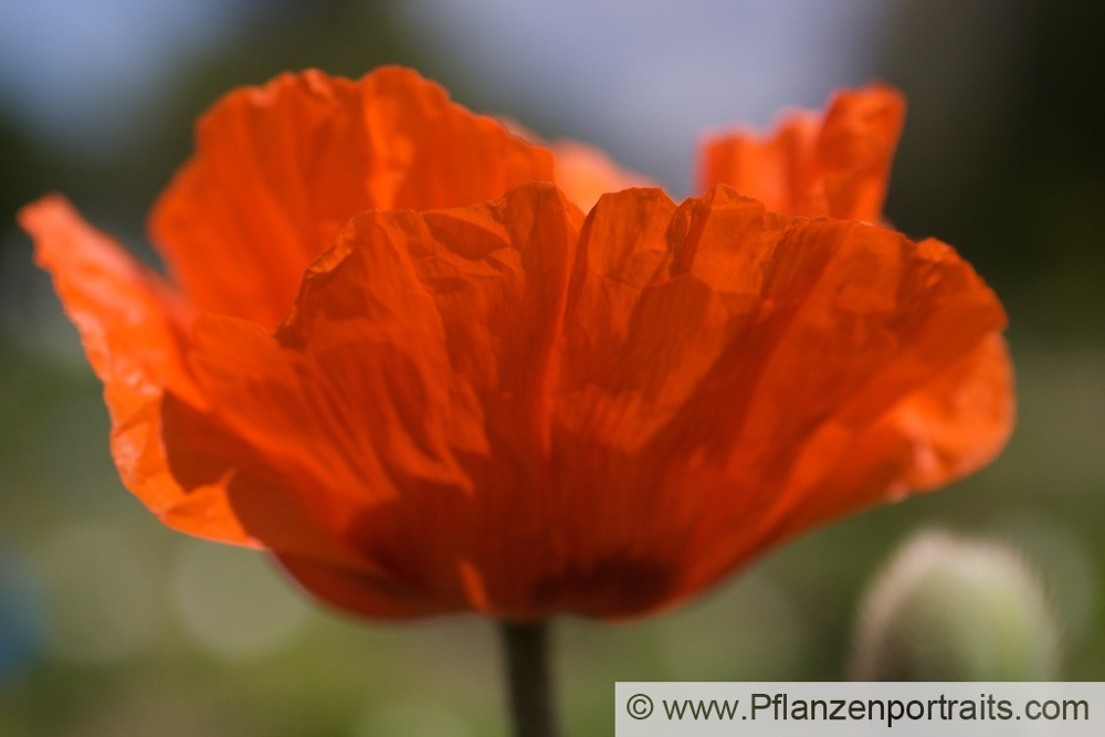 Papaver orientale Riesenmohn Oriental Poppy. 2.jpg