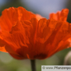 Papaver orientale Riesenmohn Oriental Poppy. 2.jpg