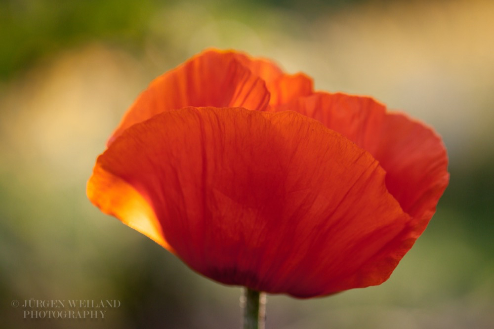 Papaver orientale Riesenmohn Oriental Poppy. 3.jpg