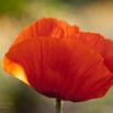 Papaver orientale Riesenmohn Oriental Poppy. 3.jpg