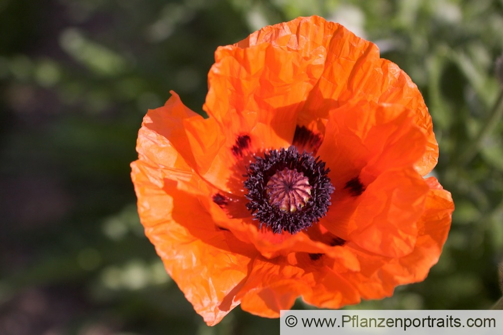 Papaver orientale Riesenmohn Oriental Poppy. 4.jpg